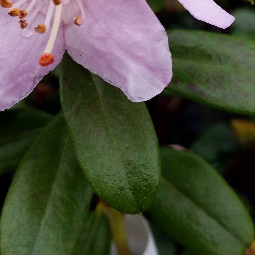 Rhododendron Snipe (Foliage)