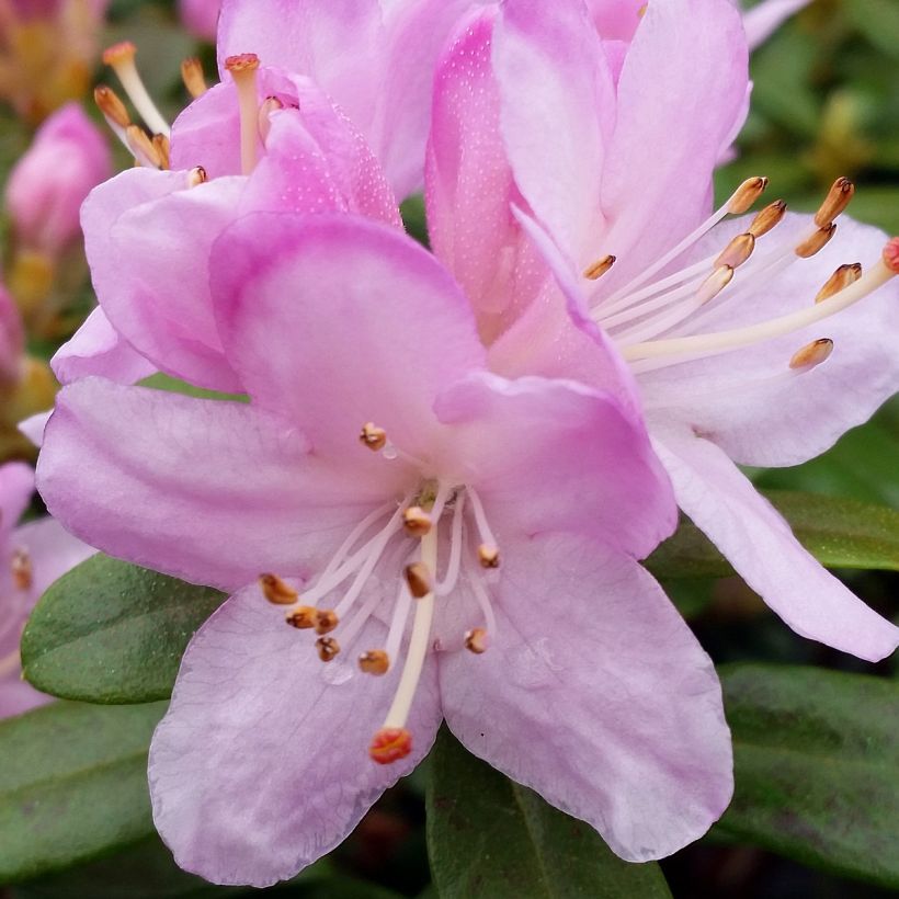 Rhododendron Snipe (Flowering)