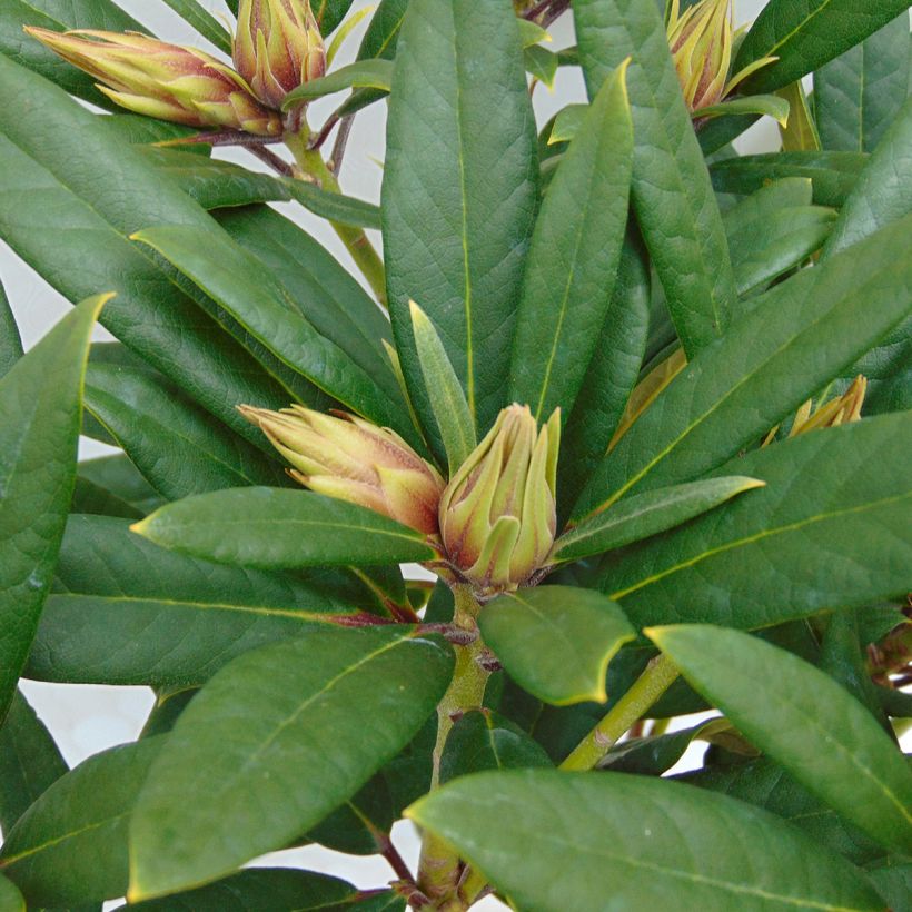 Rhododendron Tortoiseshell Orange (Foliage)