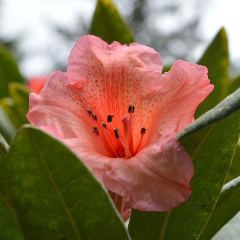Rhododendron Tortoiseshell Orange (Flowering)