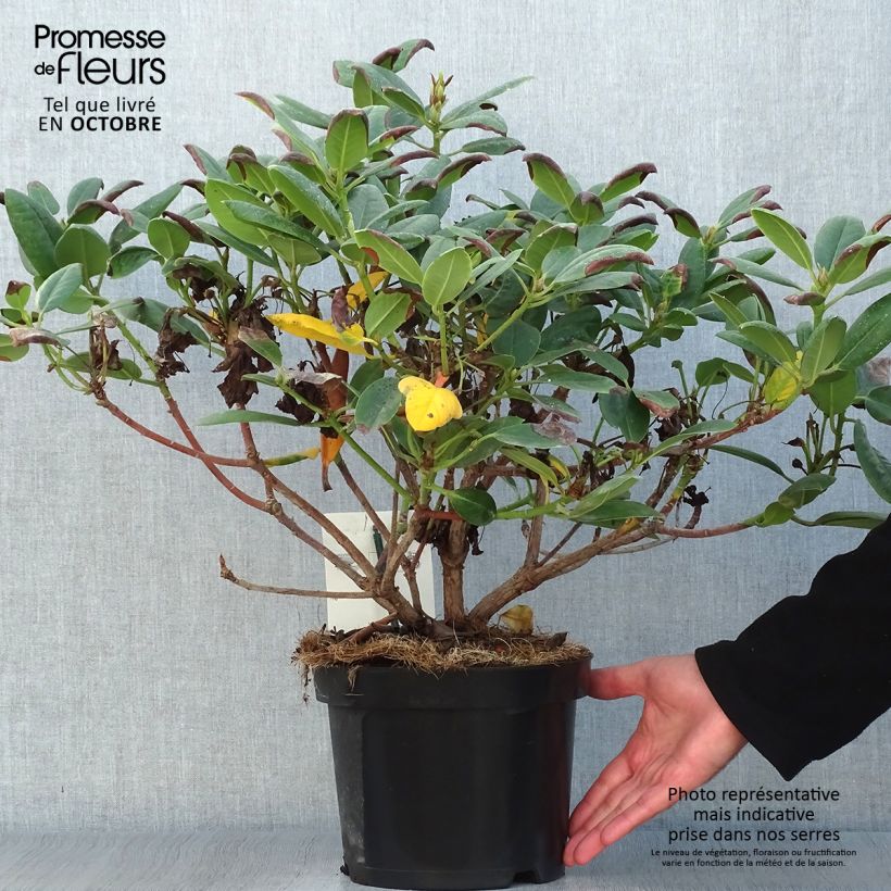 Rhododendron Virginia Richards - Petit Rhododendron Pot de 4L/5L sample as delivered in autumn