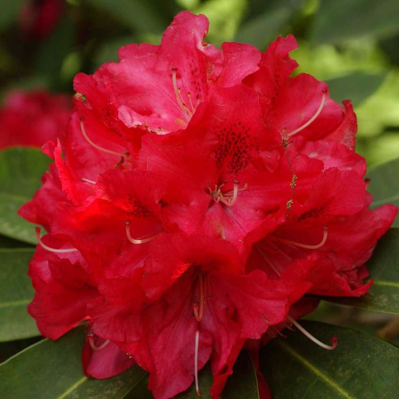 Rhododendron Wilgens Ruby (Flowering)