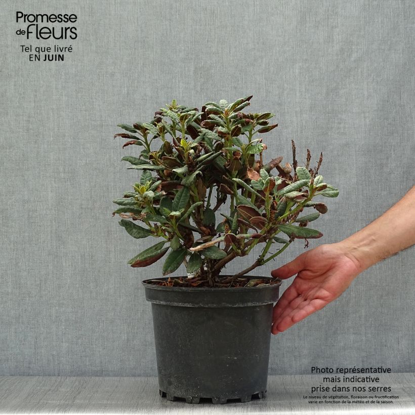 Rhododendron Wine & Roses 7.5L/10L pot sample as delivered in summer