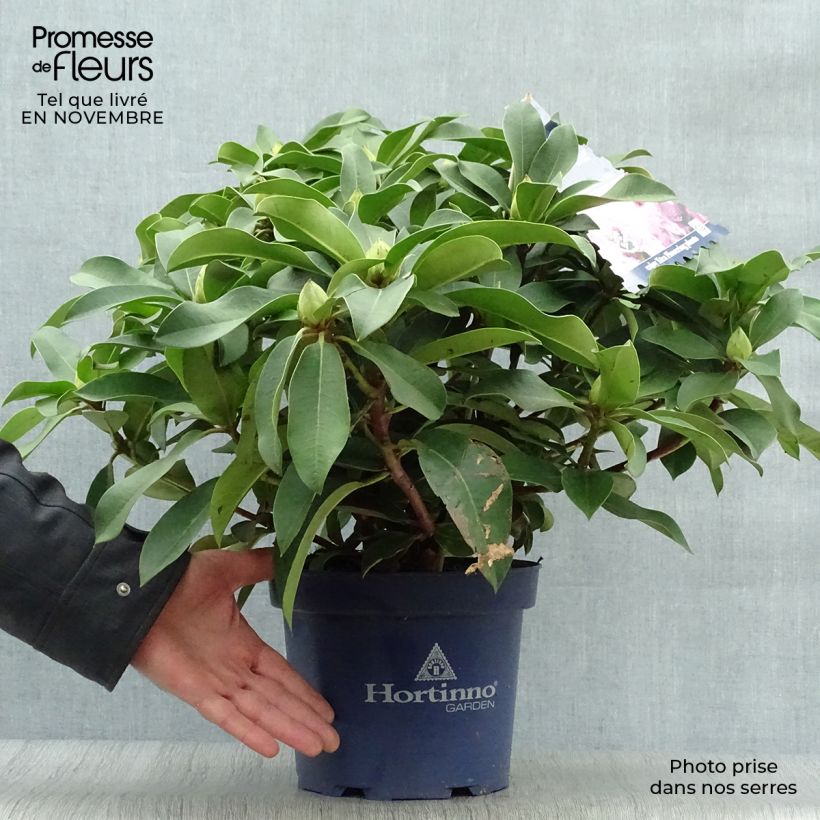 Rhododendron XXL Pot de 3L sample as delivered in autumn