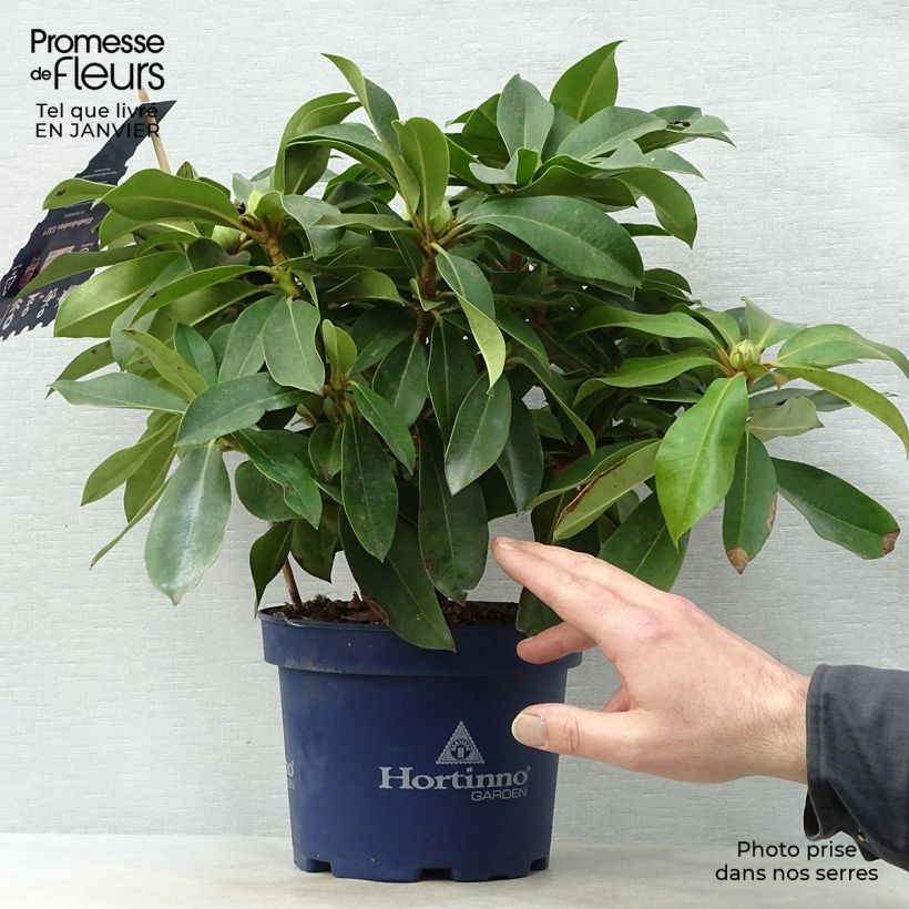 Rhododendron XXL Pot de 3L sample as delivered in winter