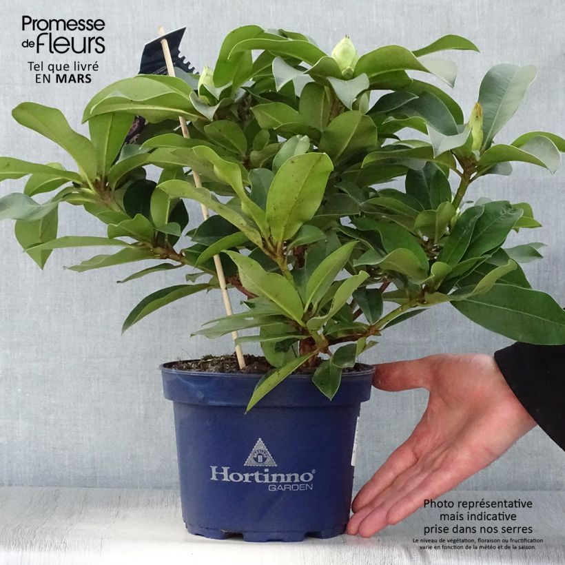 Rhododendron XXL sample as delivered in spring