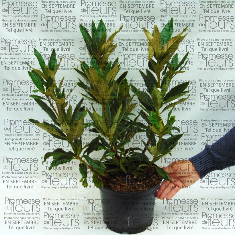 Example of Rhododendron arboreum subsp. arboreum specimen as delivered