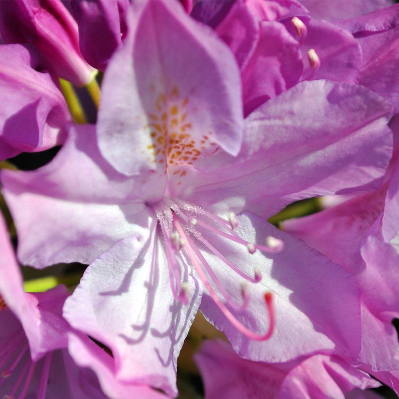 Rhododendron catawbiense Boursault (Flowering)