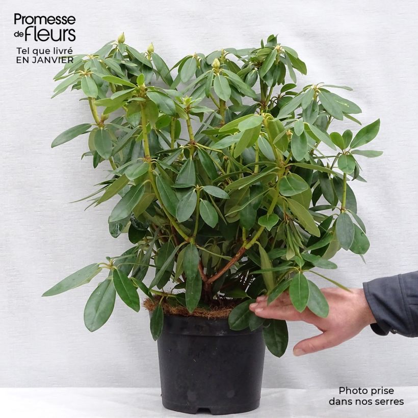 Rhododendron catawbiense Grandiflorum 40+cm en pot de 4L/5L - Grand rhododendron sample as delivered in winter