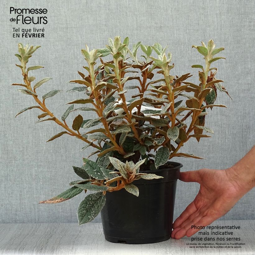 Rhododendron edgeworthii Pot de 3L/4L sample as delivered in autumn