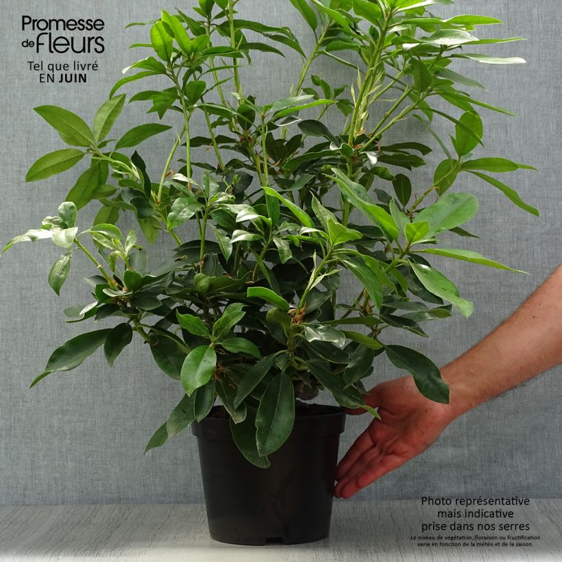 Rhododendron Blue Jay 4L/5L pot sample as delivered in summer