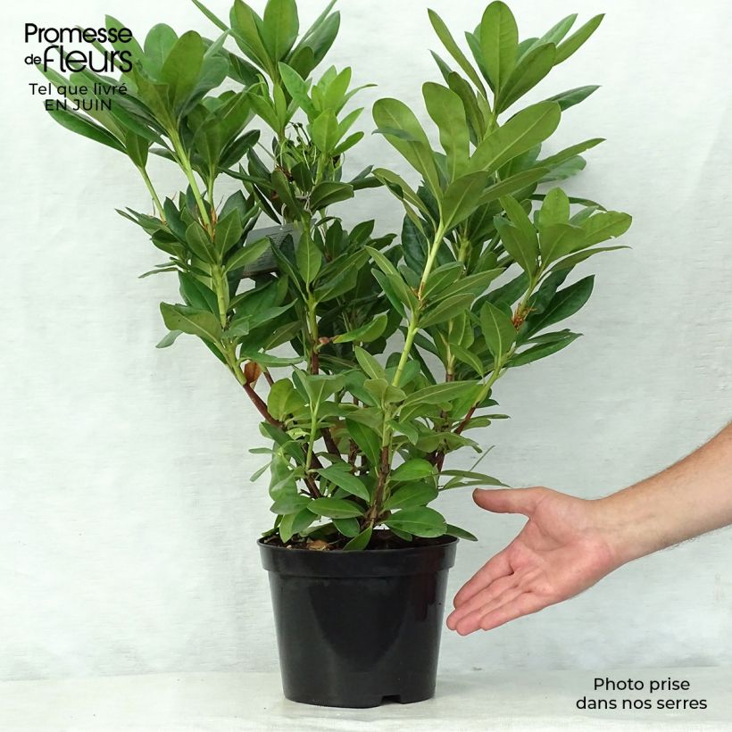 Rhododendron Cosmopolitan 2L/3L potShipped height around 20/30cm sample as delivered in summer