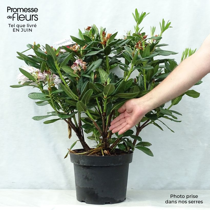 Rhododendron Cosmopolitan 7.5L/10L potShipped height around 60/70cm sample as delivered in summer
