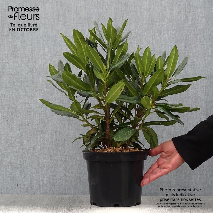 Rhododendron hybride Kabarett Pot de 4L/5L sample as delivered in autumn