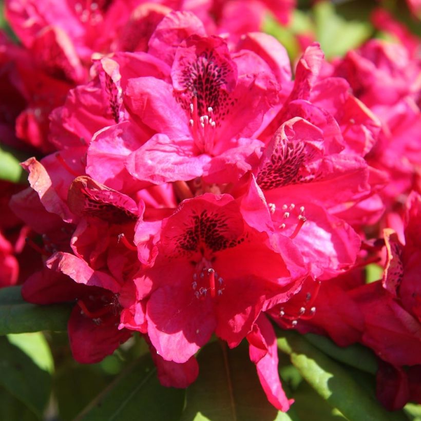 Rhododendron Lord Roberts (Flowering)