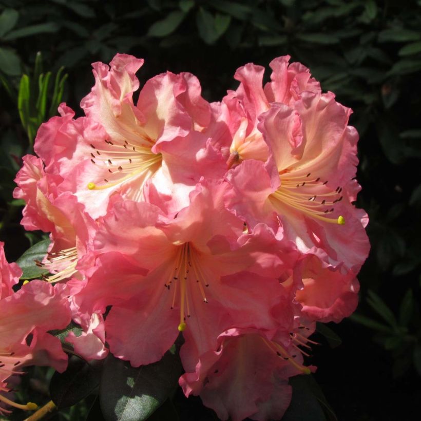 Rhododendron Naselle (Flowering)