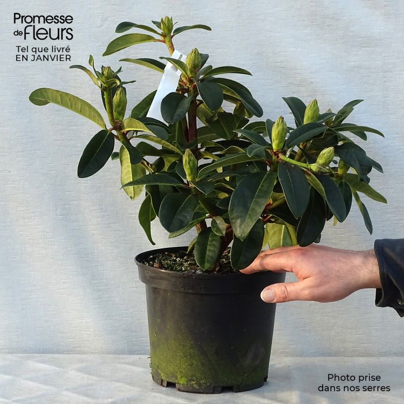 Rhododendron hybride Naselle Pot de 4L/5L sample as delivered in winter