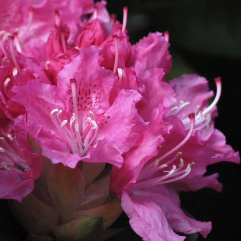 Rhododendron Rocket (Flowering)
