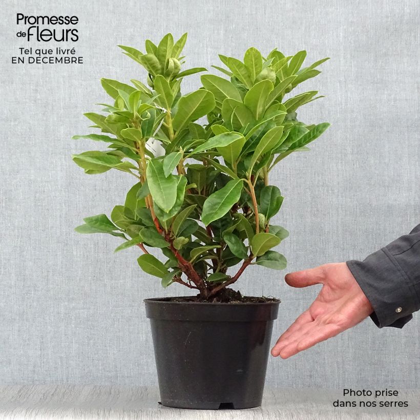 Rhododendron hybride Rocket Pot de 4L/5L sample as delivered in winter