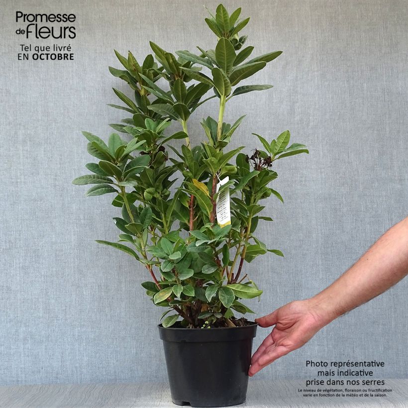 Rhododendron hybride Rocket Pot de 4L/5L sample as delivered in autumn