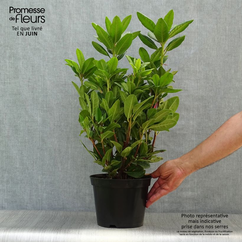 Rhododendron Rocket 4L/5L pot sample as delivered in summer