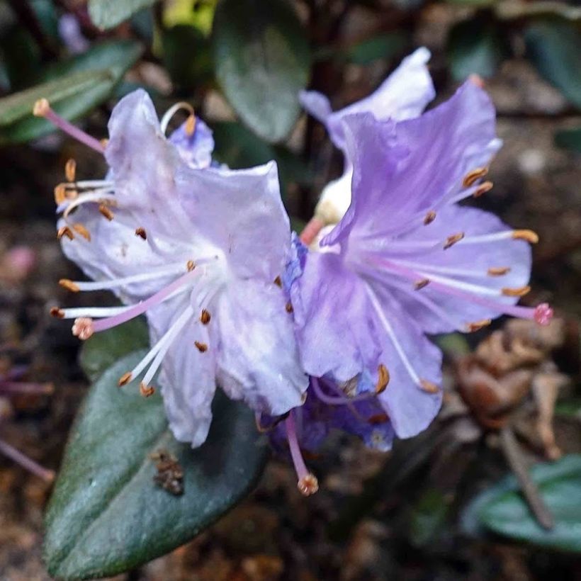 Rhododendron (x) impeditum Ramapo (Flowering)