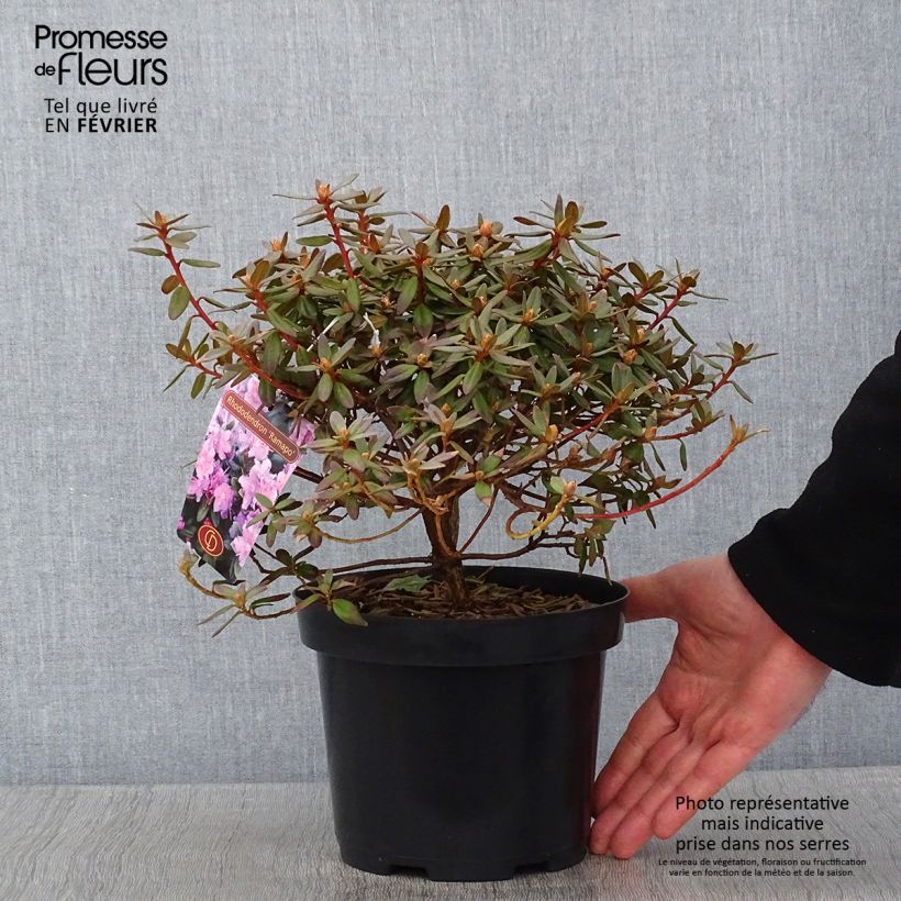 Rhododendron impeditum Ramapo Pot de 2L/3L sample as delivered in winter