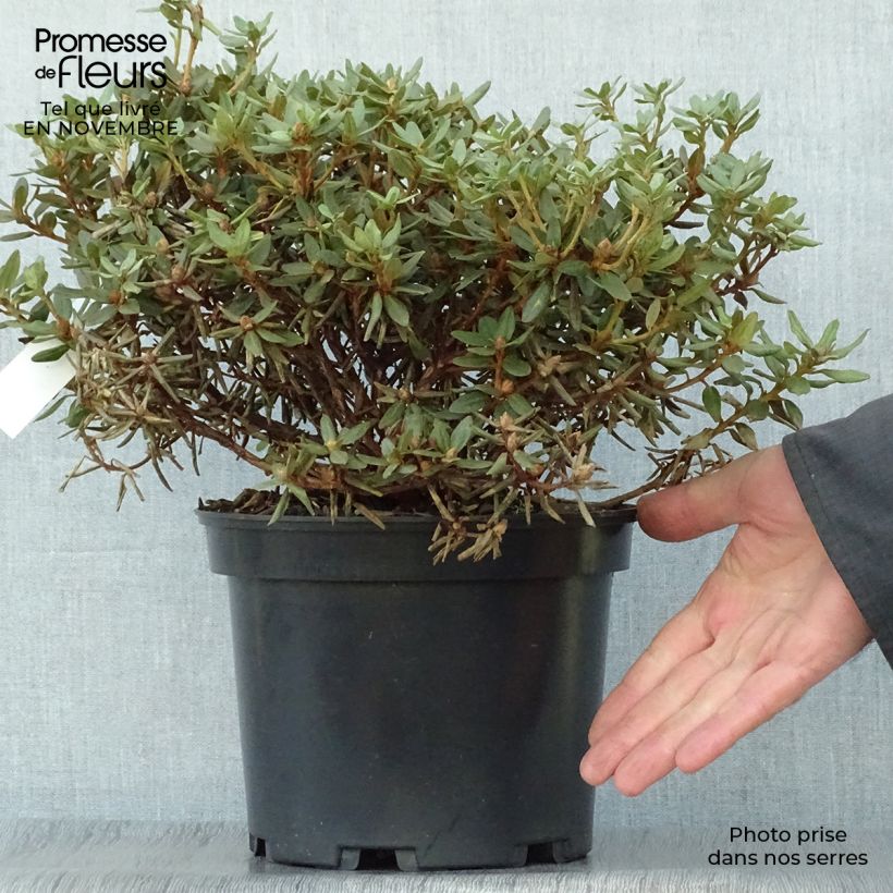 Rhododendron impeditum - Rhododendron nain Pot de 3L/4L sample as delivered in autumn