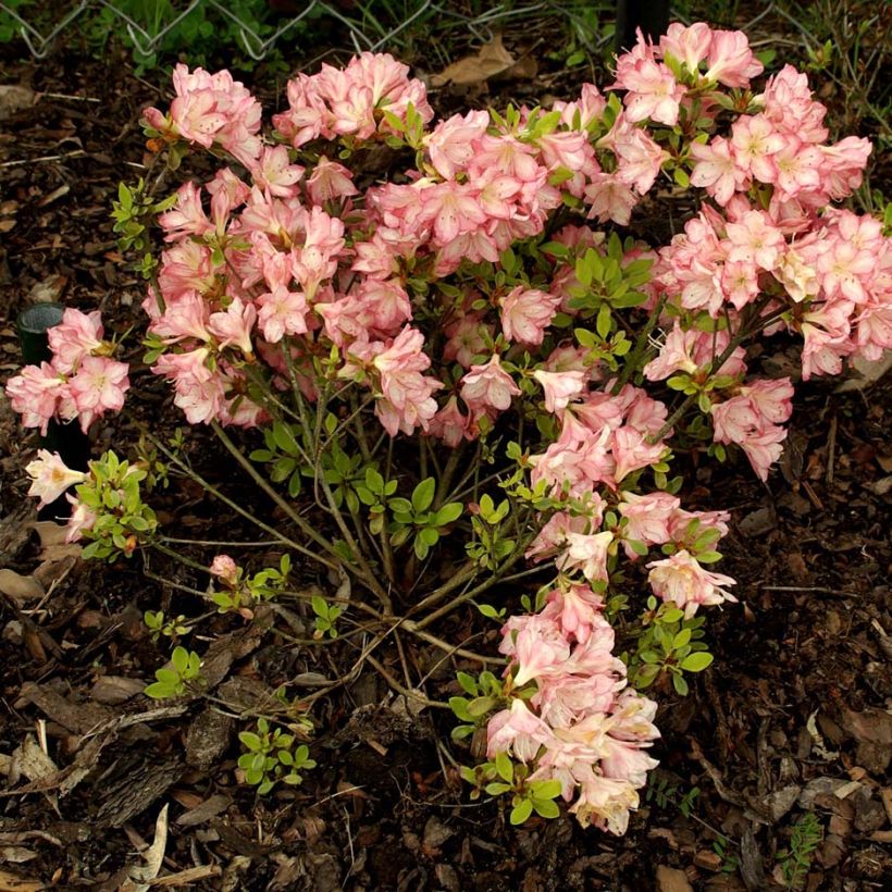 Rhododendron kaempferi Peggy Ann - Japanese Azalea (Plant habit)