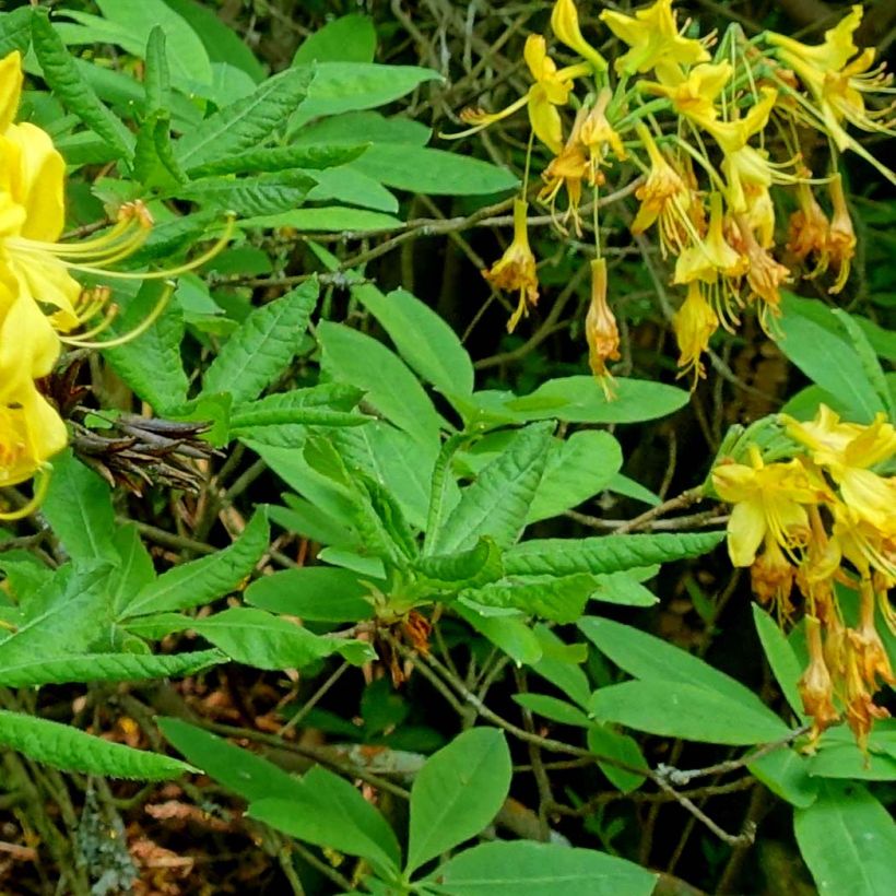Rhododendron luteum (Foliage)