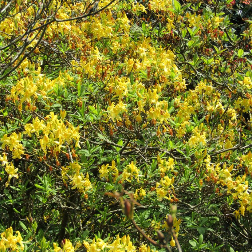 Rhododendron luteum (Flowering)