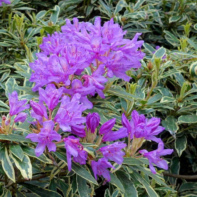 Rhododendron ponticum Variegatum (Flowering)