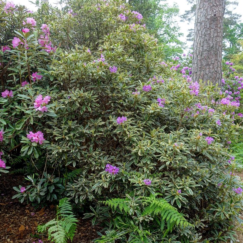 Rhododendron ponticum Variegatum (Plant habit)