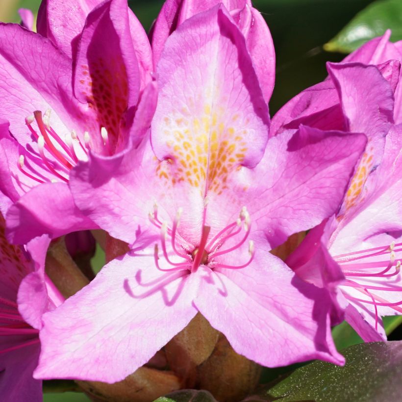 Rhododendron ponticum Roseum (Flowering)