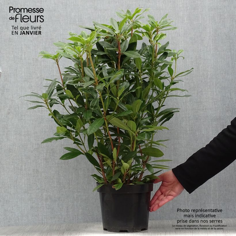 Rhododendron ponticum Roseum en pot de 4L/5L sample as delivered in winter