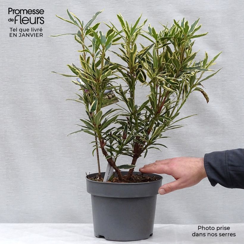 Rhododendron ponticum Variegatum - Grand Rhododendron Pot de 4L/5L sample as delivered in winter