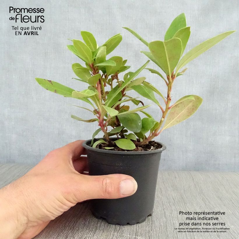 Rhododendron ponticum sample as delivered in spring