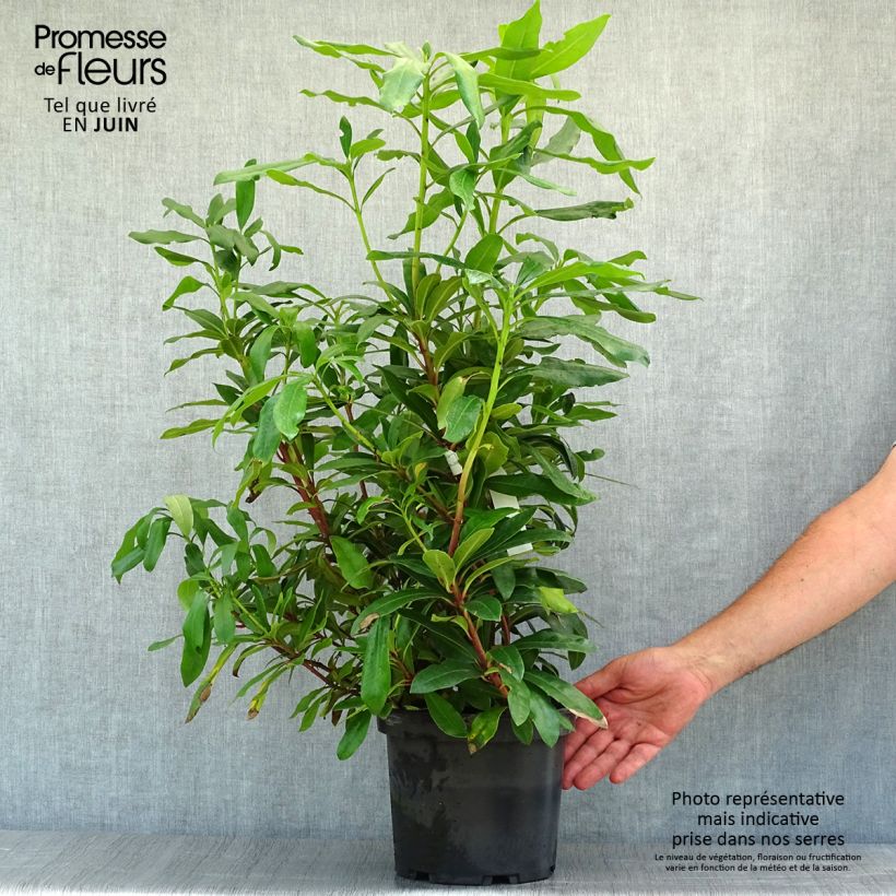Rhododendron ponticum - Rhododendron pontique Pot de 3L/4LHauteur livrée env. 50/60cm sample as delivered in summer