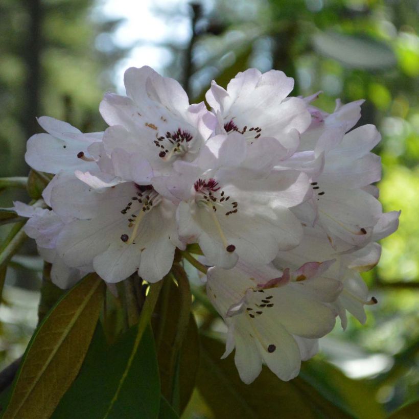Rhododendron rex (Flowering)
