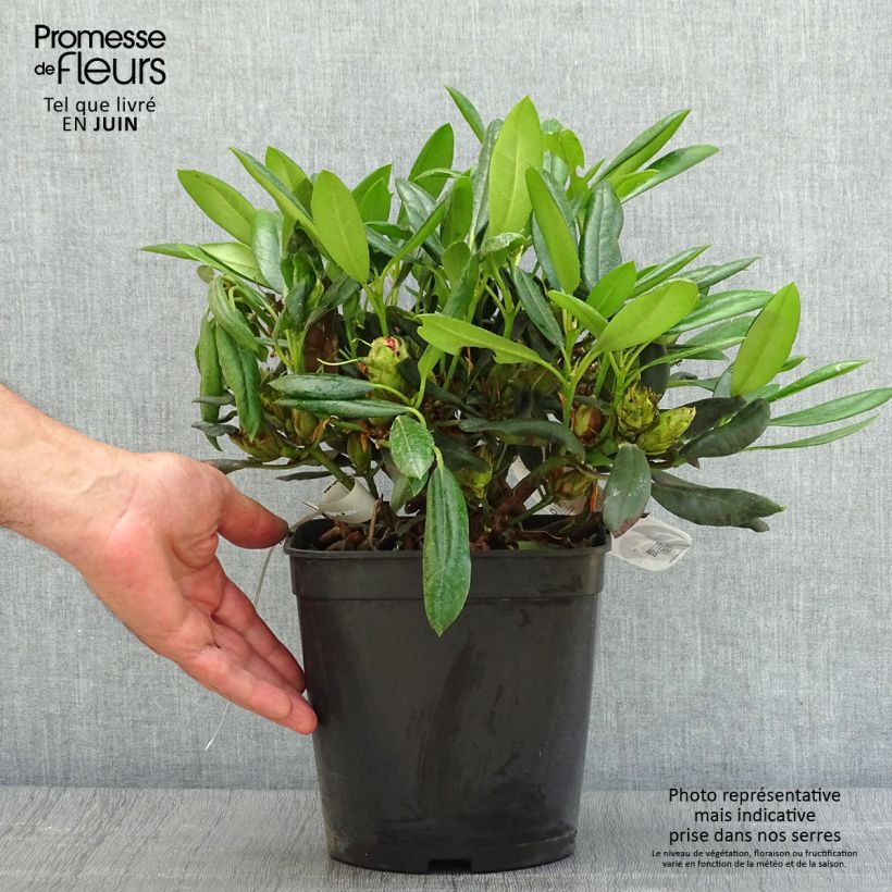 Rhododendron yakushimanum Barbarella - Rhododendron nain Pot de 4L sample as delivered in summer