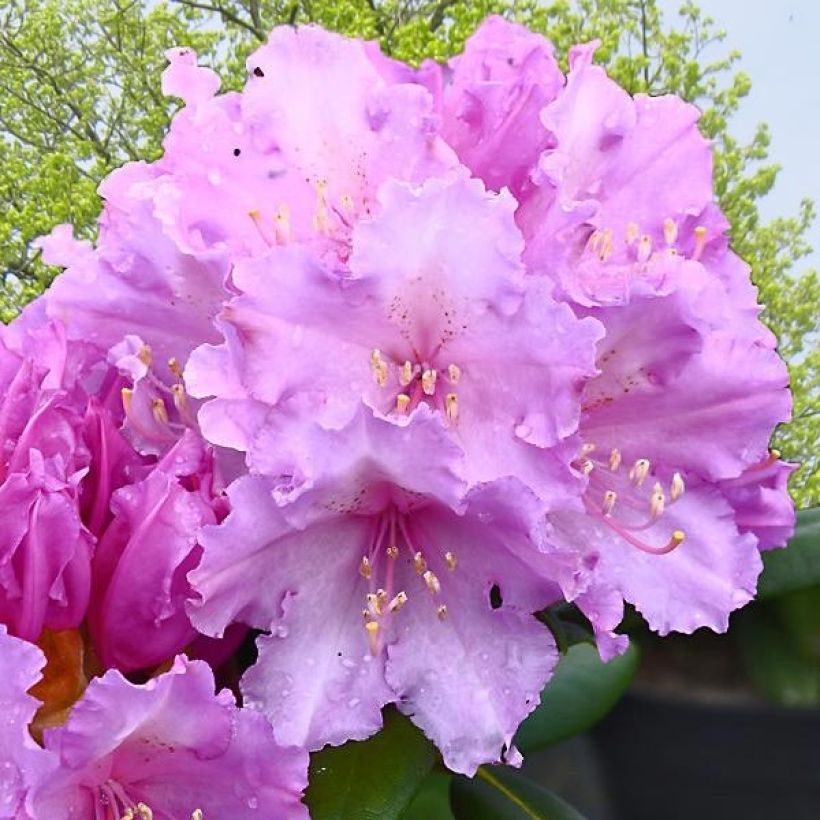 Rhododendron yakushimanum Caroline Allbrook (Flowering)