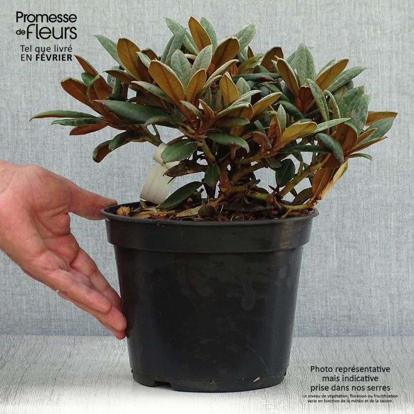 Rhododendron yakushimanum Grumpy 3L/4L pot sample as delivered in autumn
