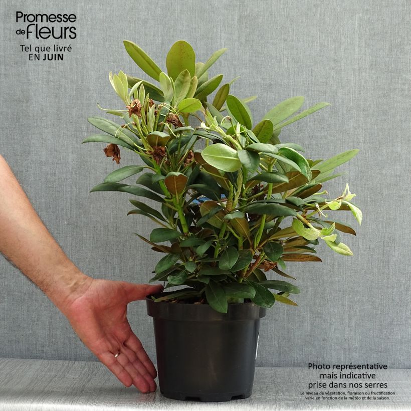 Rhododendron yakushimanum Porzellan - Rhododendron nain Pot de 3L/4L sample as delivered in summer