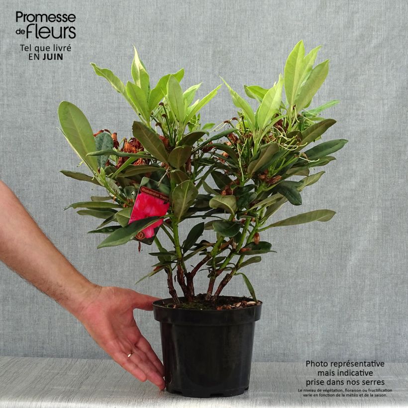 Rhododendron yakushimanum Sneezy 2L/3L pot sample as delivered in summer