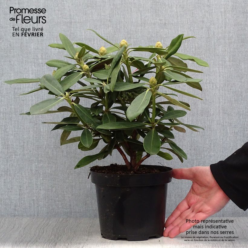 Rhododendron yakushimanum Sneezy Pot de 2L/3L sample as delivered in winter