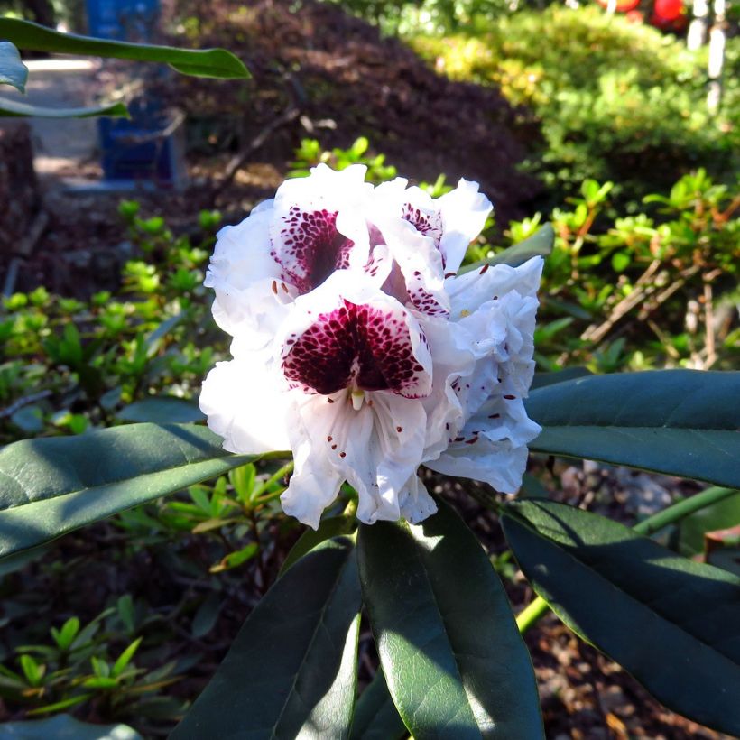 Rhododendron Sappho (Flowering)