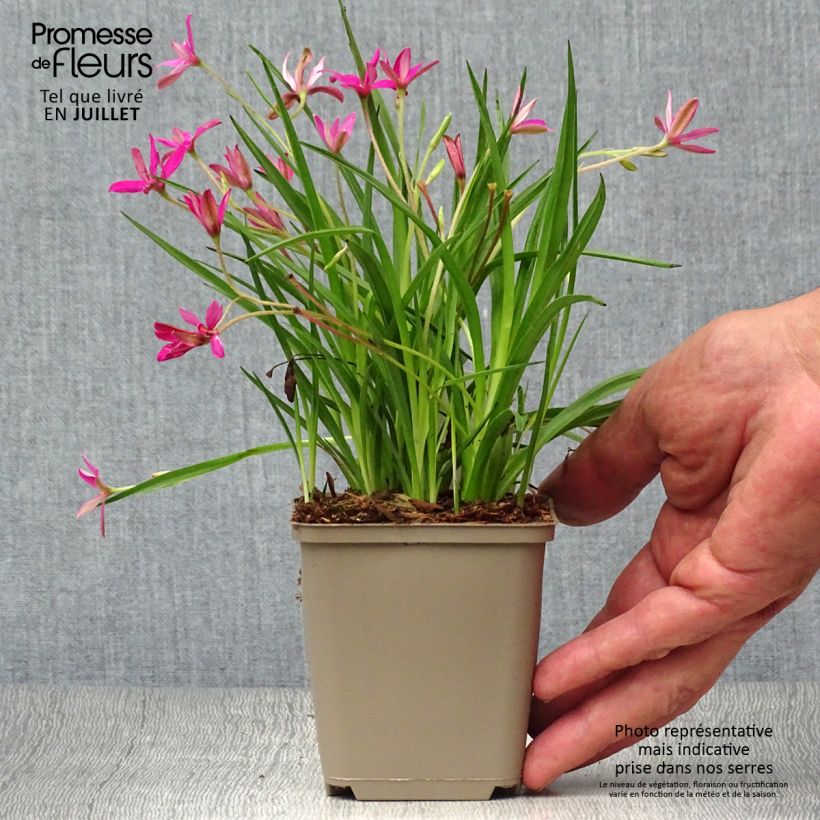 Rhodohypoxis Fairytale 8/9 cm pot sample as delivered in summer