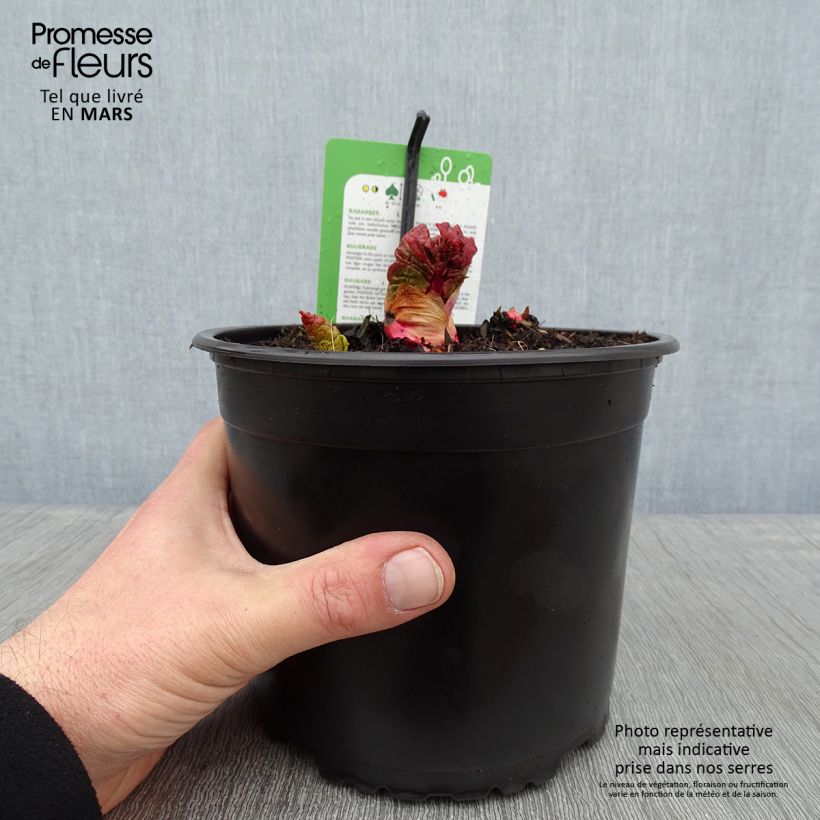 Rhubarbe Mikoot Pot de 2L/3L sample as delivered in winter