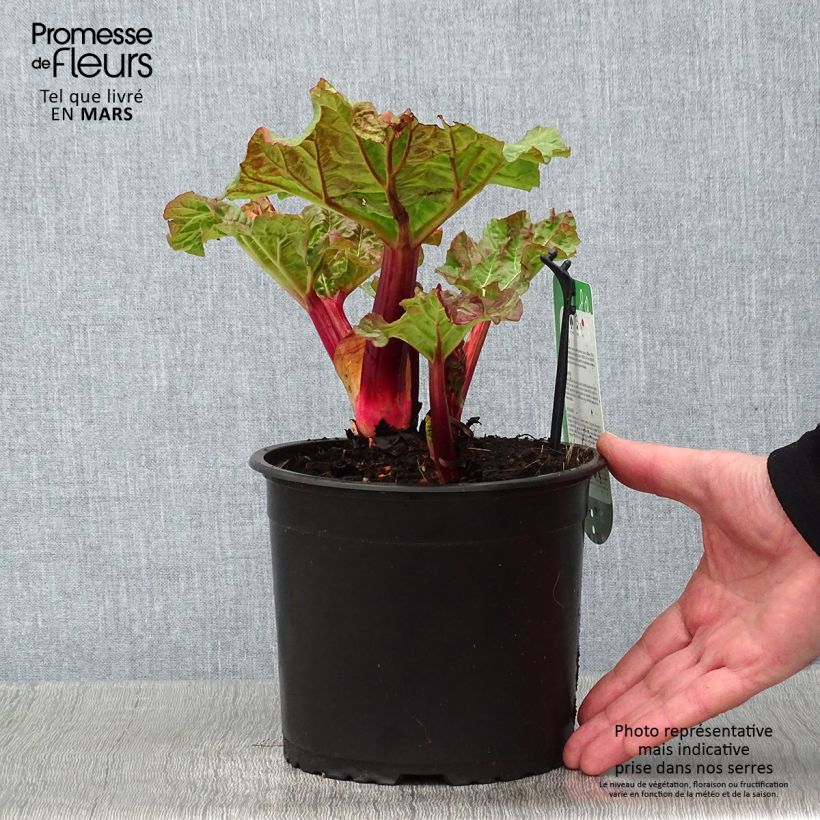 Rhubarbe Valentine Pot de 2L/3L sample as delivered in winter