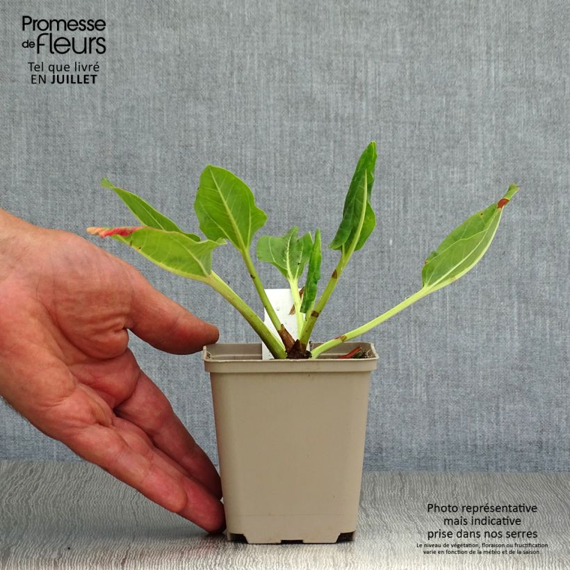 Rheum alexandrae - Alexander's Rhubarb 8/9 cm pot sample as delivered in summer
